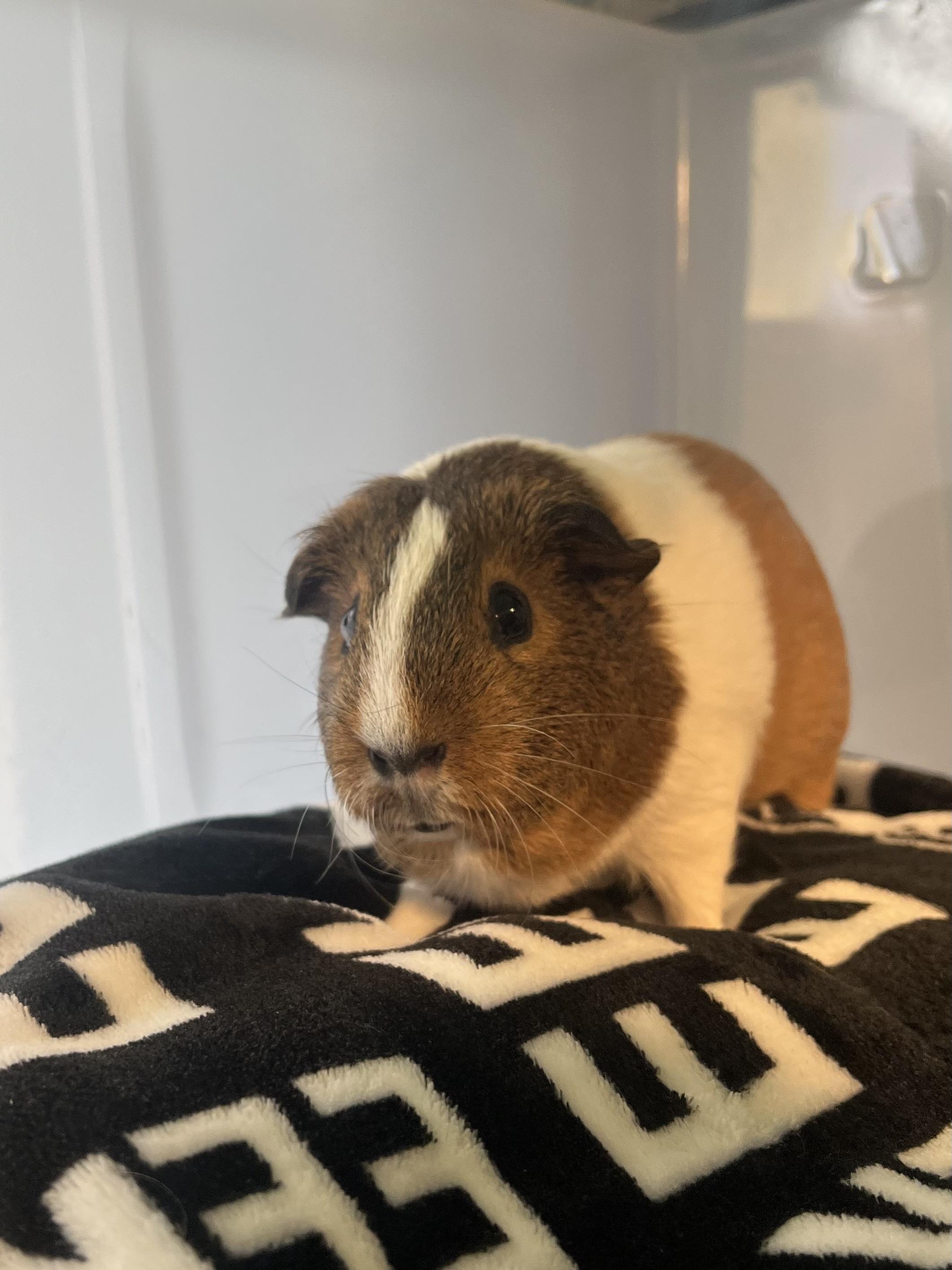 Enlarge Luna, a Adoptable Guinea Pig in Reisterstown, MD image 2/3