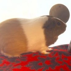 Enlarge Luna, a Adoptable Guinea Pig in Reisterstown, MD image 3/3