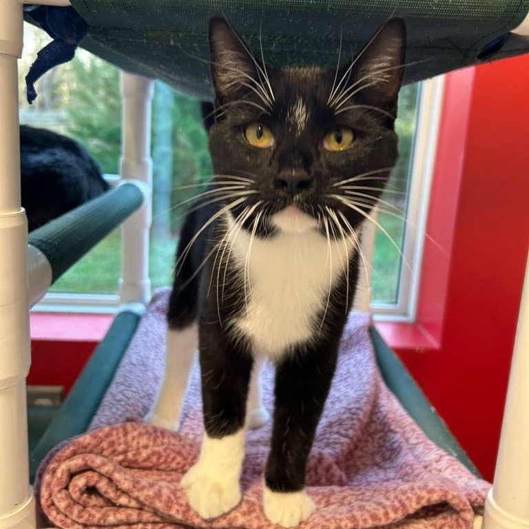 Cactus, adopted, Kitten Male Domestic Short Hair.