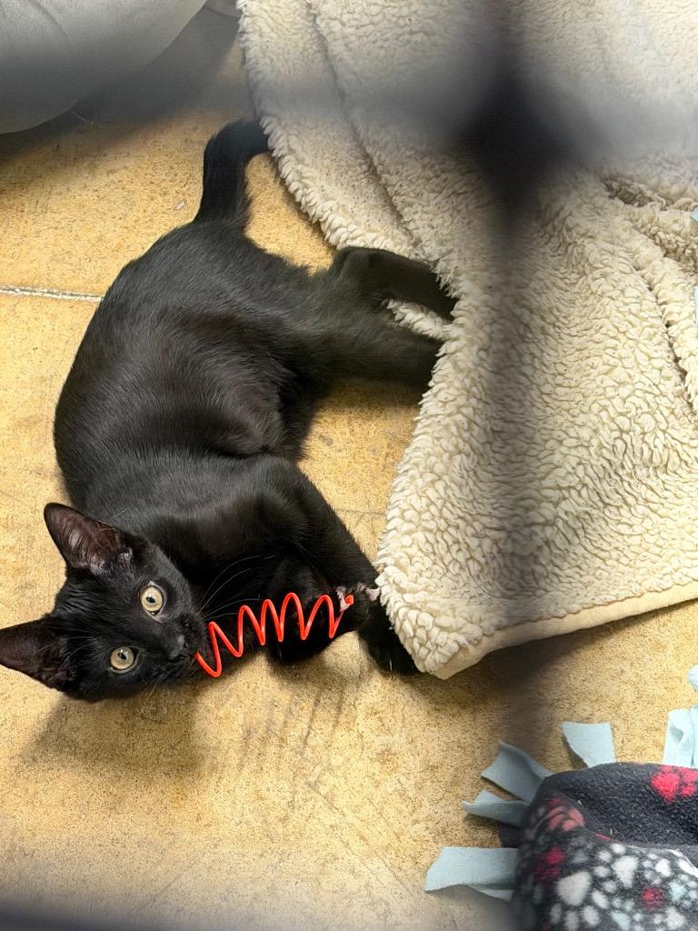 Enlarge Wild Man, a Adoptable mixed breed in Lancaster, PA image 1/1