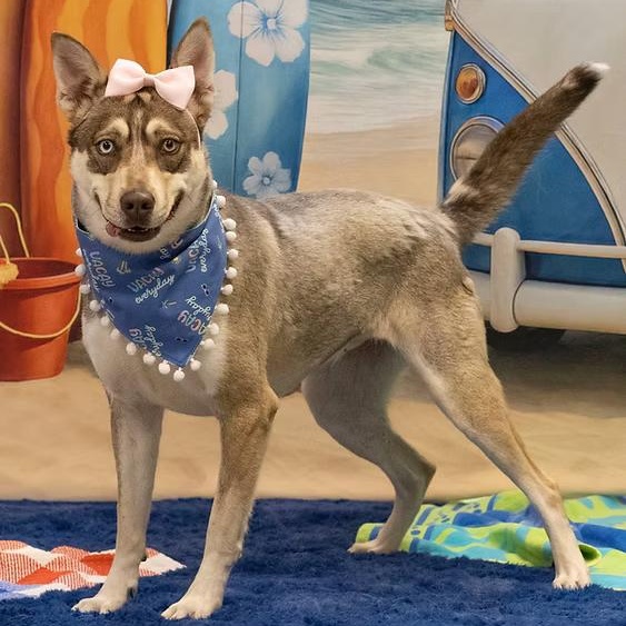 Thelma, ADOPTABLE, Young Female Husky.
