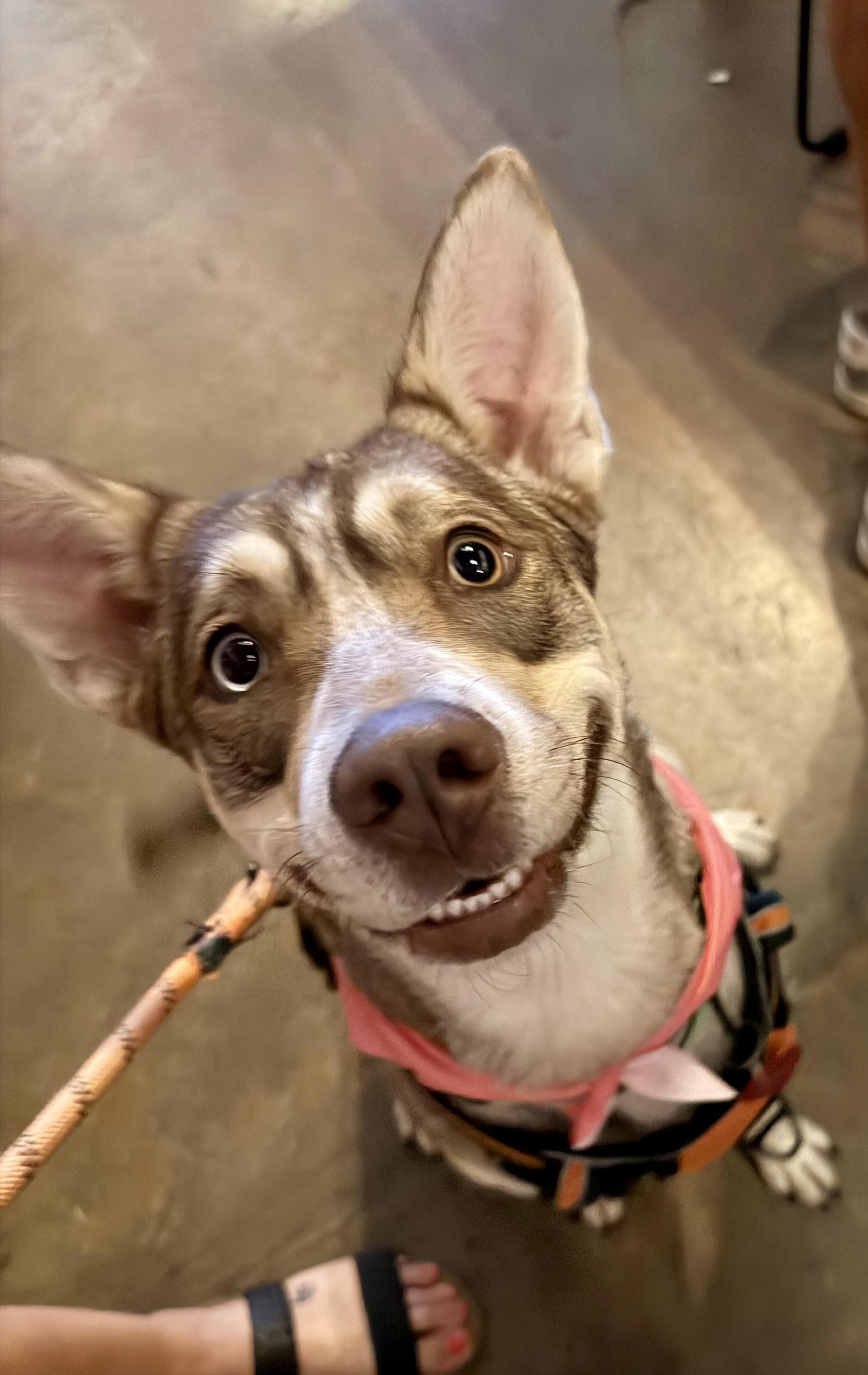 Thelma, a ADOPTABLE mixed breed in Chandler, AZ image 3/3