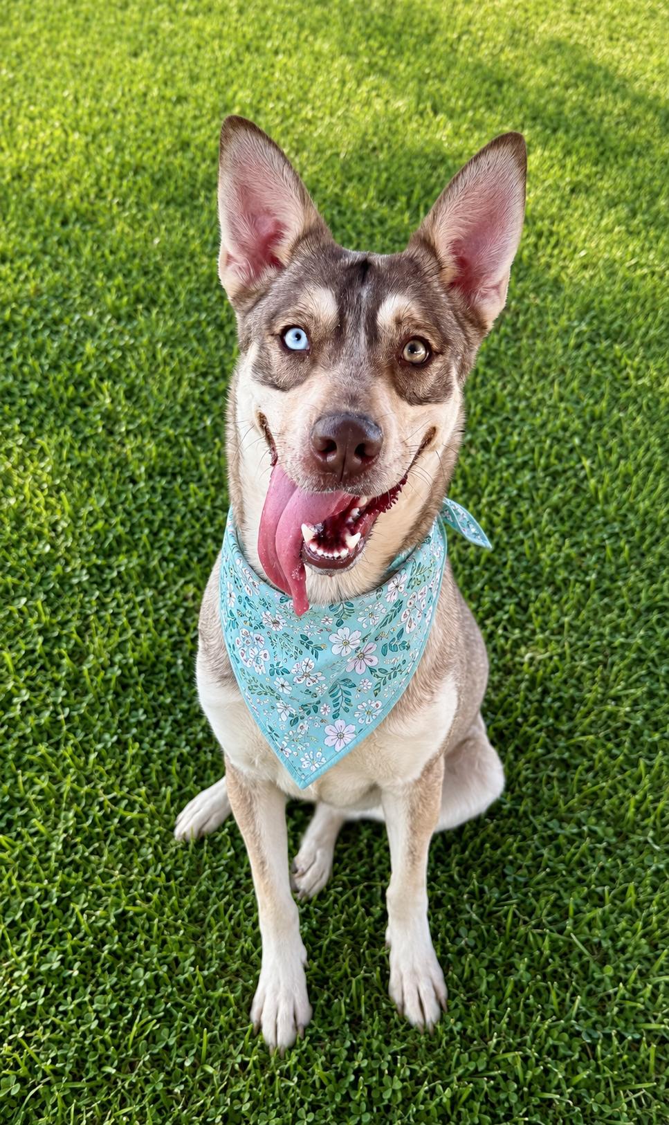 Thelma, a ADOPTABLE mixed breed in Chandler, AZ image 2/3