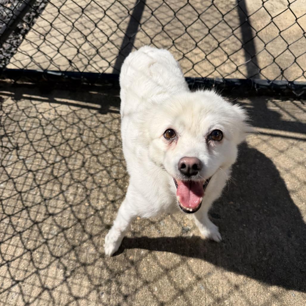 Enlarge Amy, a Adoptable American Eskimo Dog in Falls Church, VA image 1/6
