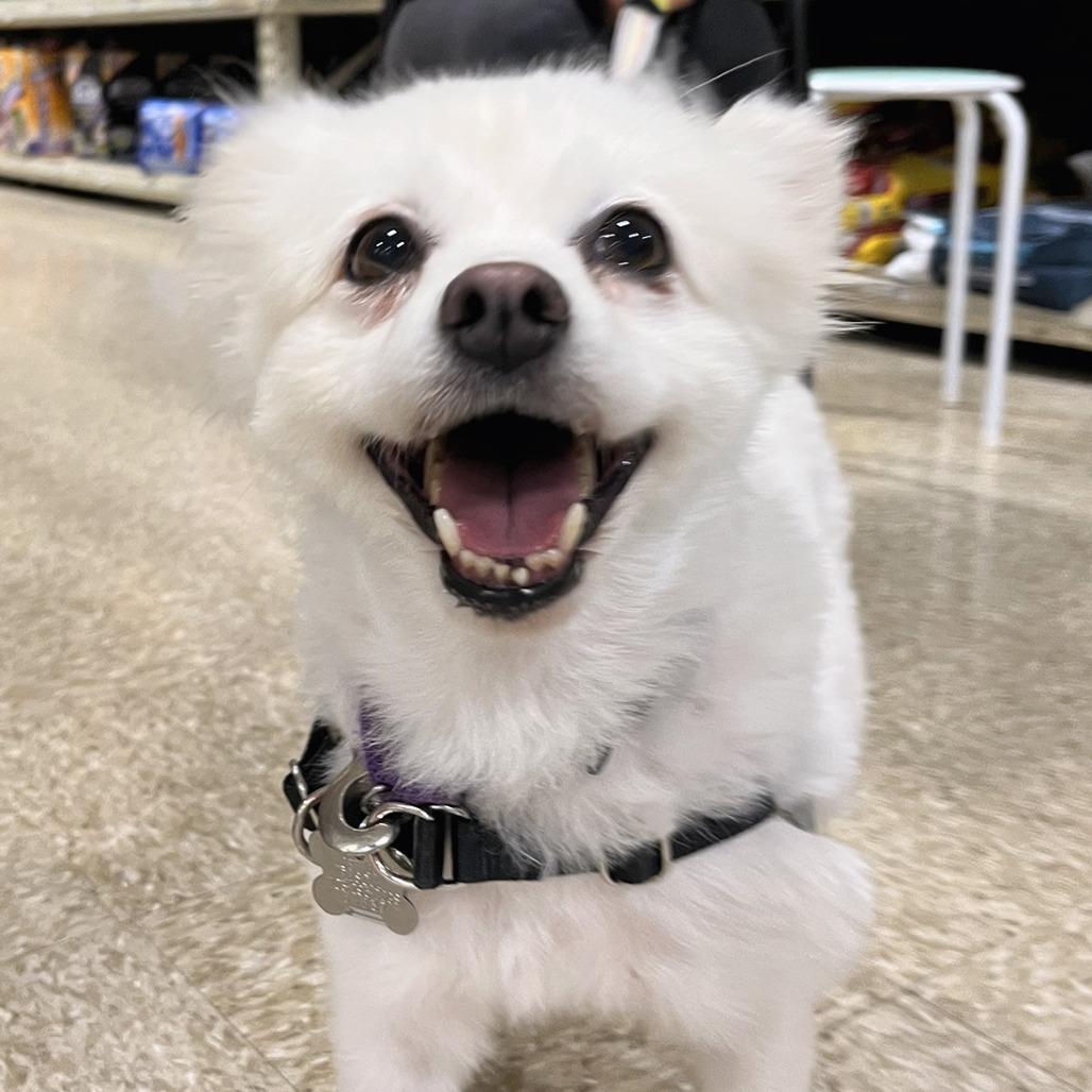 Enlarge Amy, a Adoptable American Eskimo Dog in Falls Church, VA image 2/6