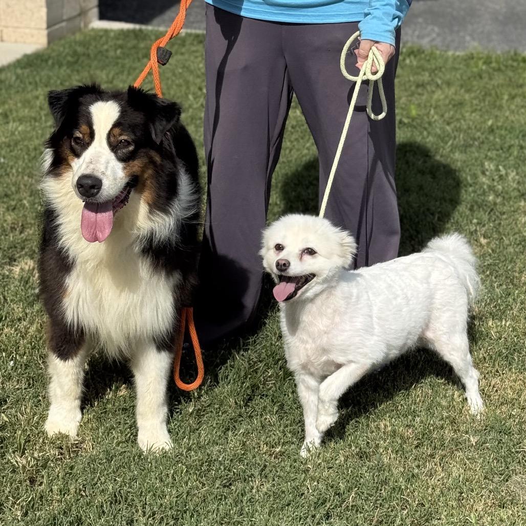 Enlarge Amy, a Adoptable American Eskimo Dog in Falls Church, VA image 3/6