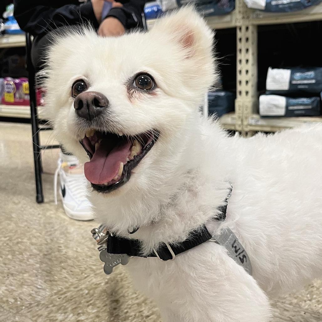 Enlarge Amy, a Adoptable American Eskimo Dog in Falls Church, VA image 4/6