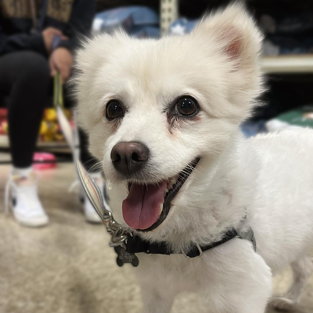 Enlarge Amy, a Adoptable American Eskimo Dog in Falls Church, VA image 5/6