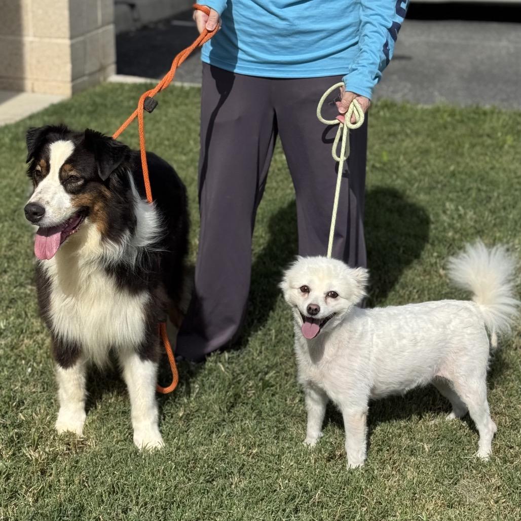 Enlarge Amy, a Adoptable American Eskimo Dog in Falls Church, VA image 6/6