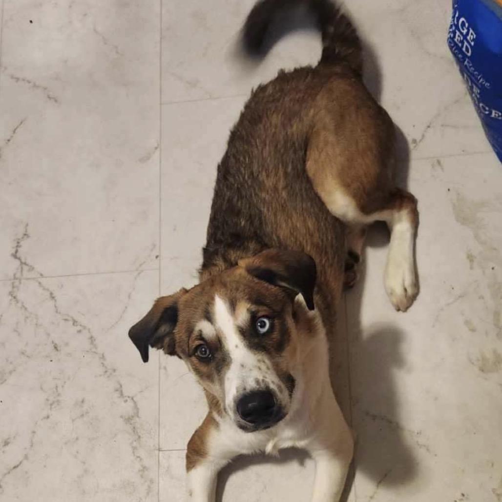 DK, Adoptable, Young Male Beagle & Husky.