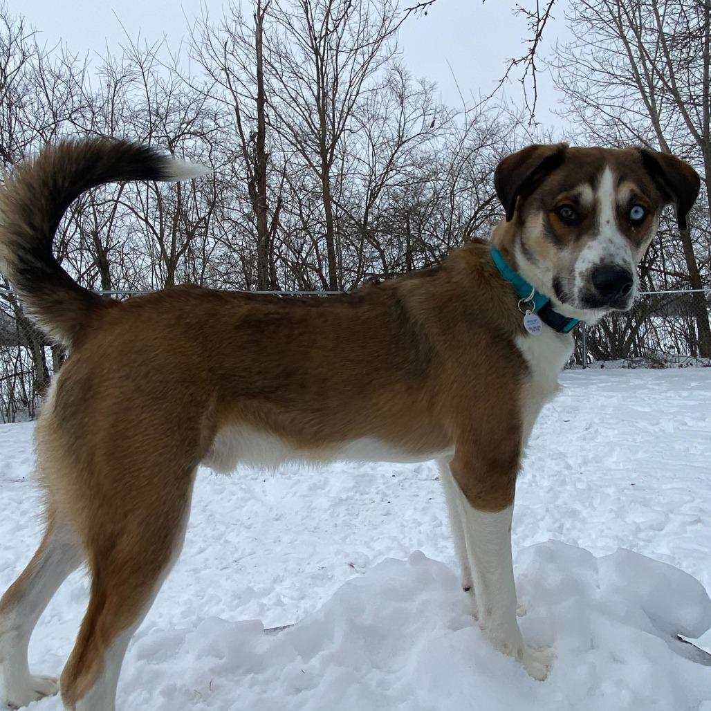 Enlarge DK, a Adoptable mixed breed in Muncie, IN image 3/3