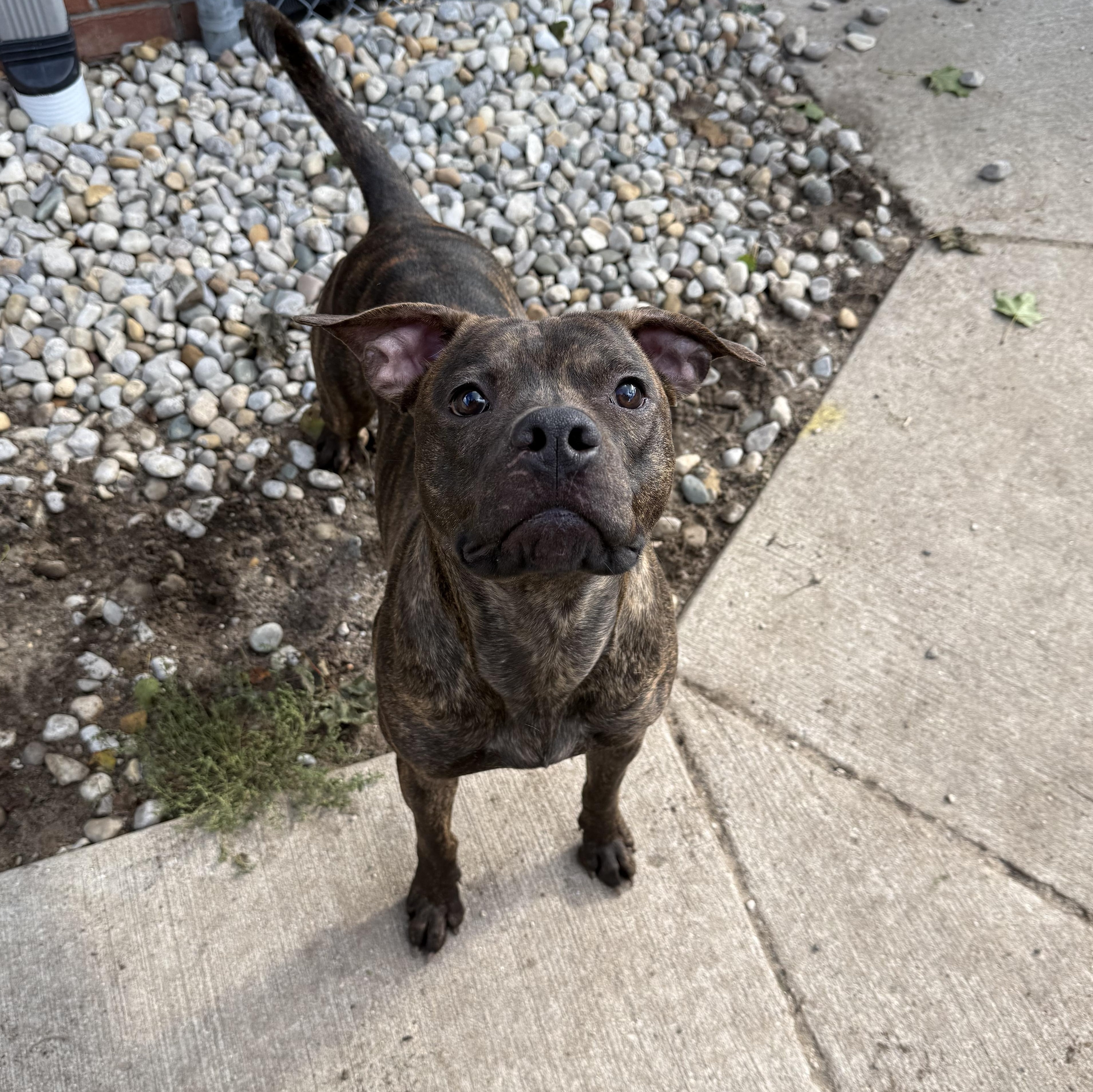 Enlarge Turbo, a Adoptable mixed breed in Bellaire, MI image 1/1
