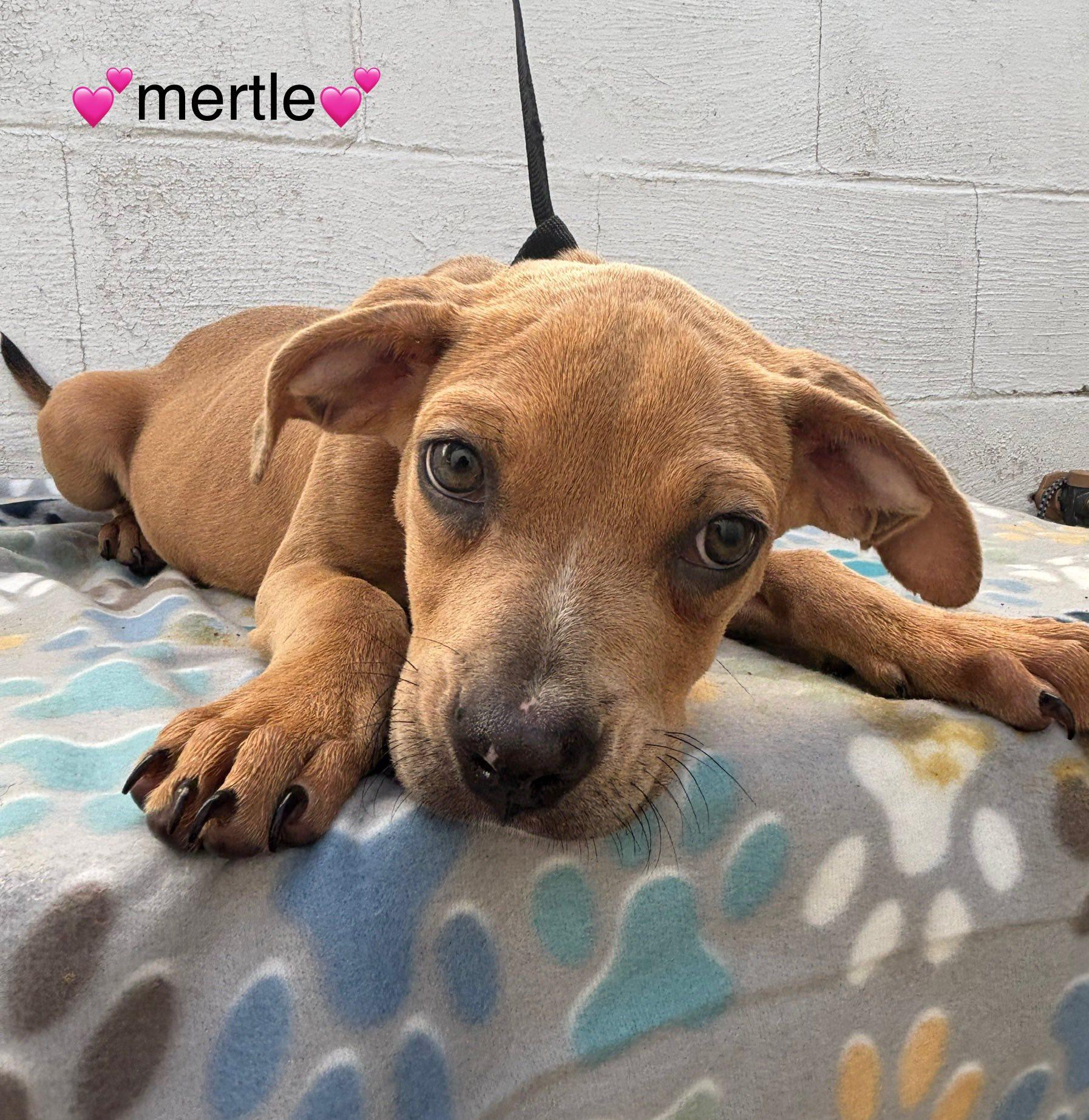 Mertle