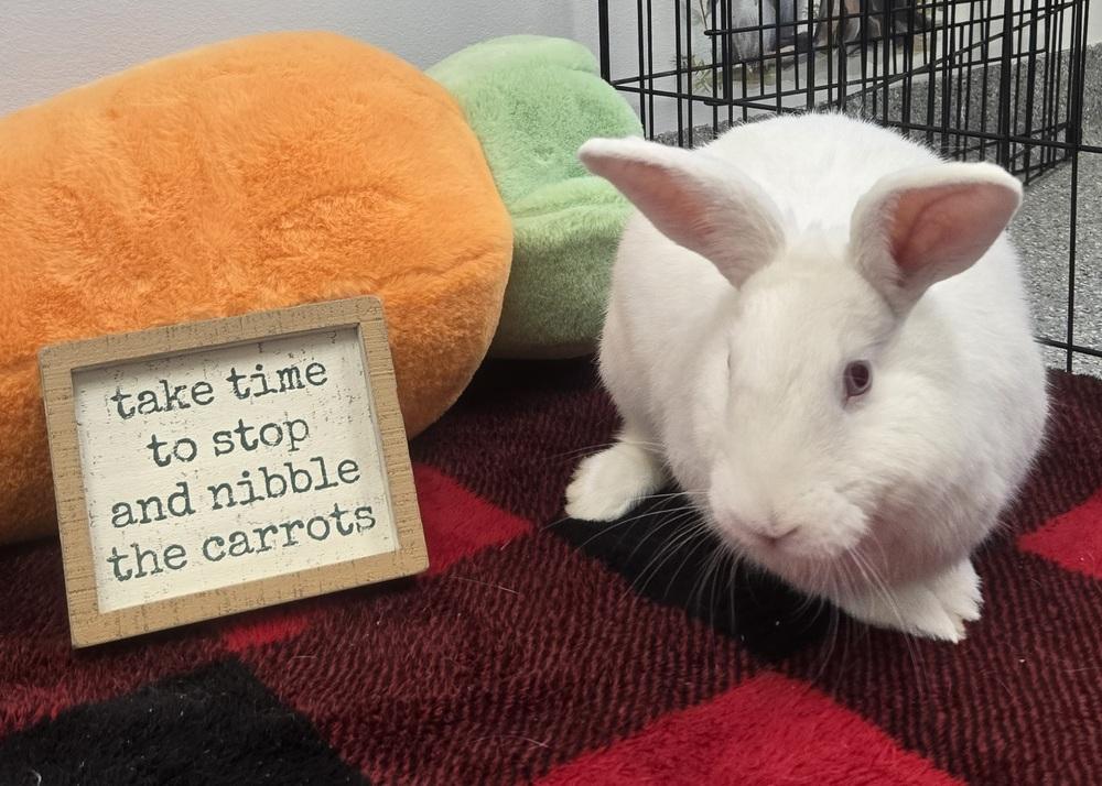 Aphrodite, Adoptable, Adult Female Bunny Rabbit.