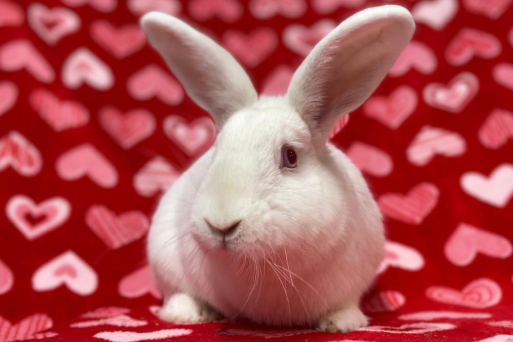 Enlarge Aphrodite, a Adoptable mixed breed in Westford, MA image 2/6