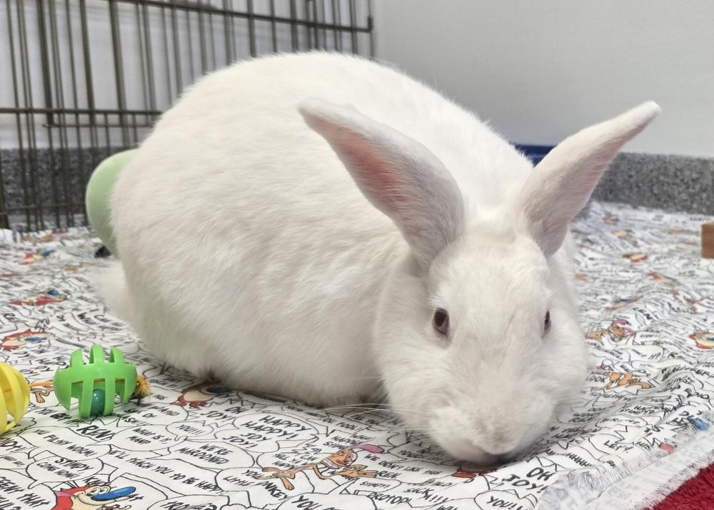 Enlarge Aphrodite, a Adoptable mixed breed in Westford, MA image 2/6