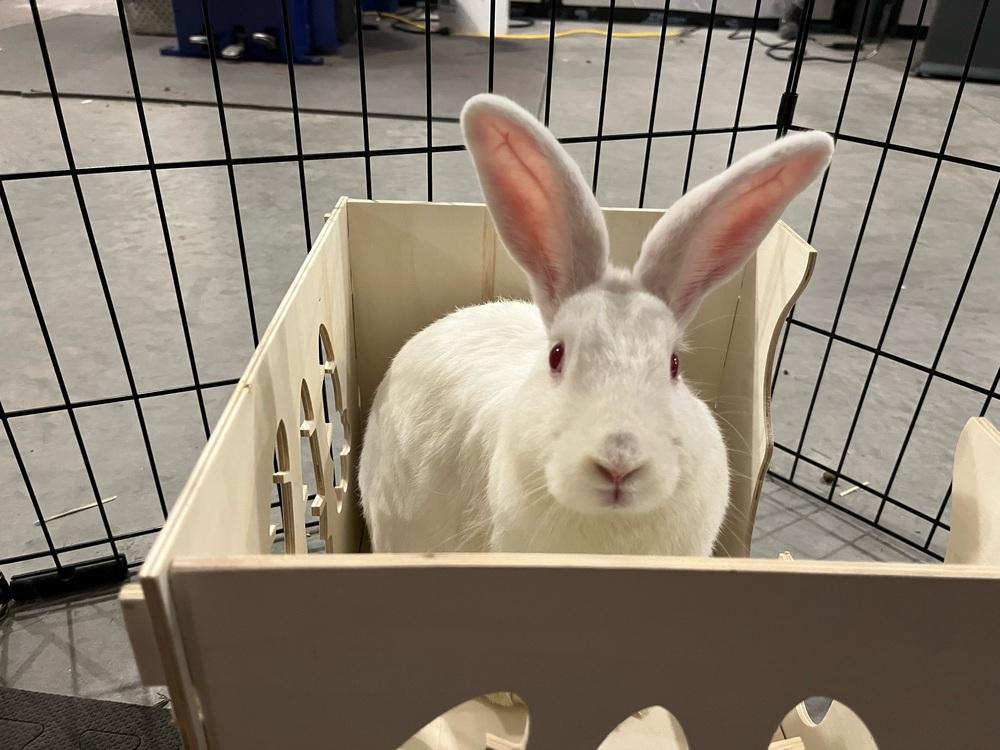 Enlarge Aphrodite, a Adoptable mixed breed in Westford, MA image 3/6