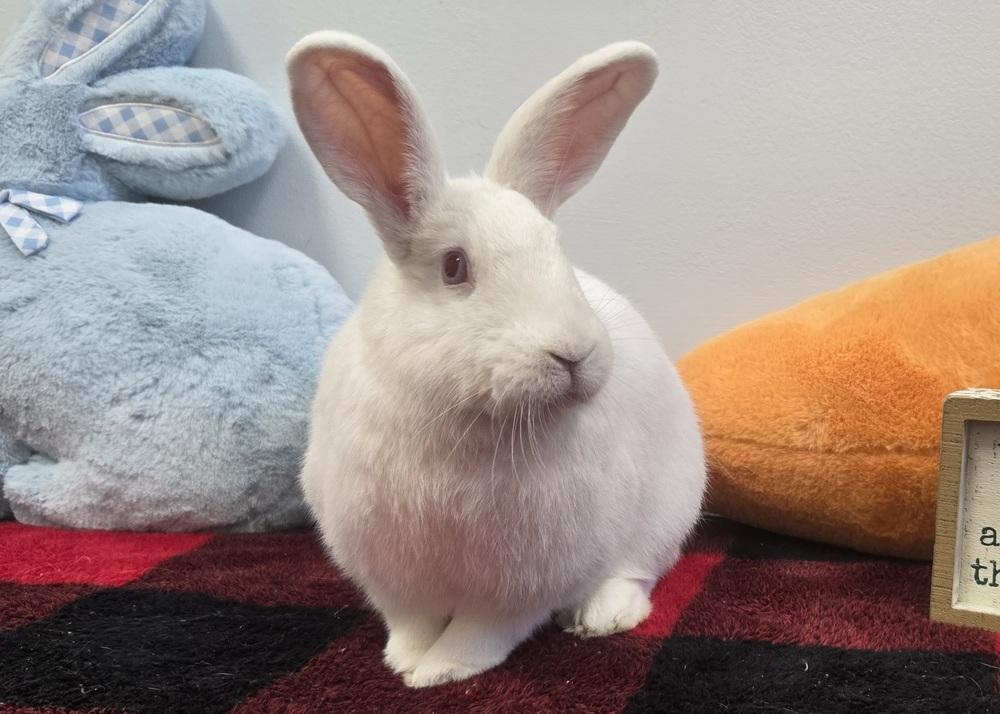 Enlarge Aphrodite, a Adoptable mixed breed in Westford, MA image 6/6