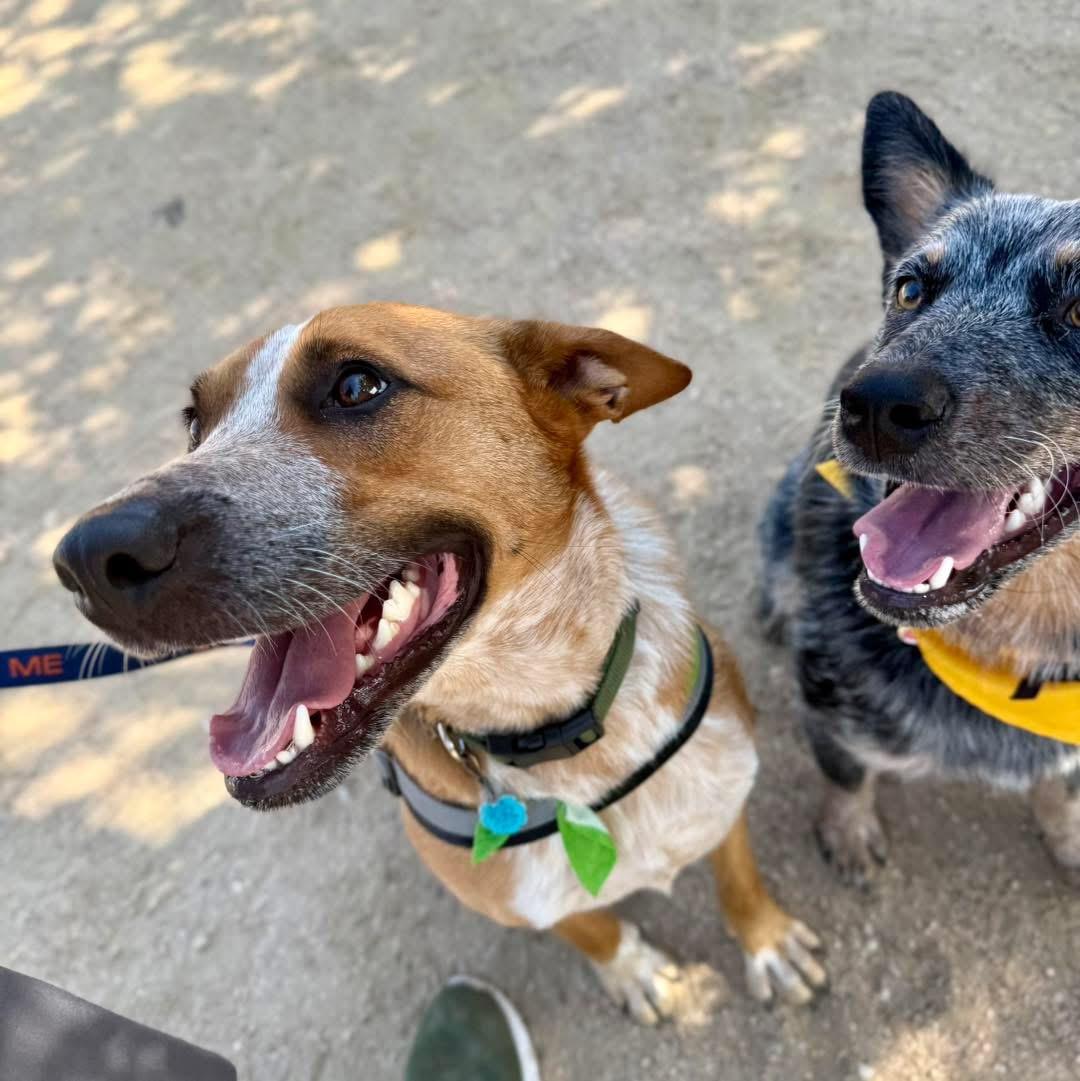 Enlarge Phoenix, a Adoptable mixed breed in Fort Worth, TX image 4/6