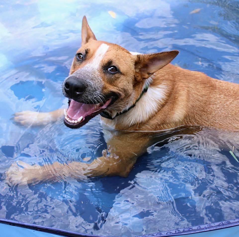 Enlarge Phoenix, a Adoptable mixed breed in Fort Worth, TX image 2/6