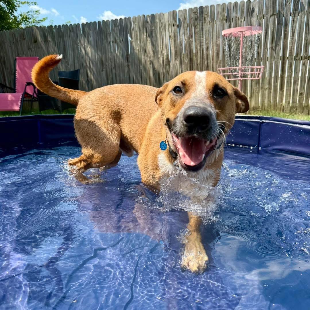 Enlarge Phoenix, a Adoptable mixed breed in Fort Worth, TX image 5/6