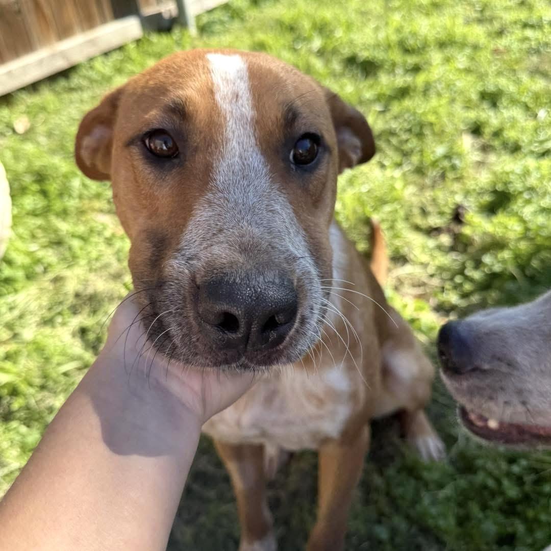 Enlarge Phoenix, a Adoptable mixed breed in Fort Worth, TX image 3/6