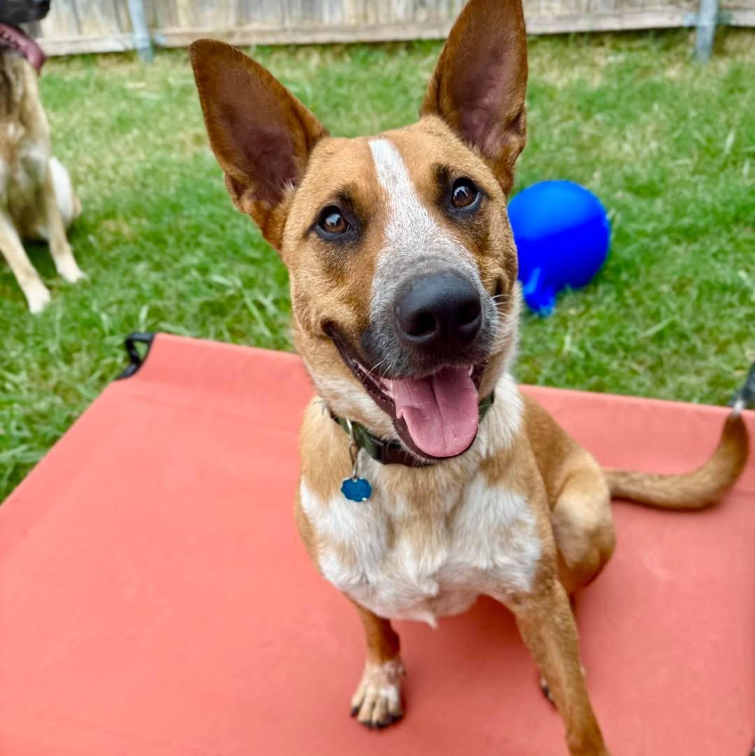 Enlarge Phoenix, a Adoptable mixed breed in Fort Worth, TX image 6/6