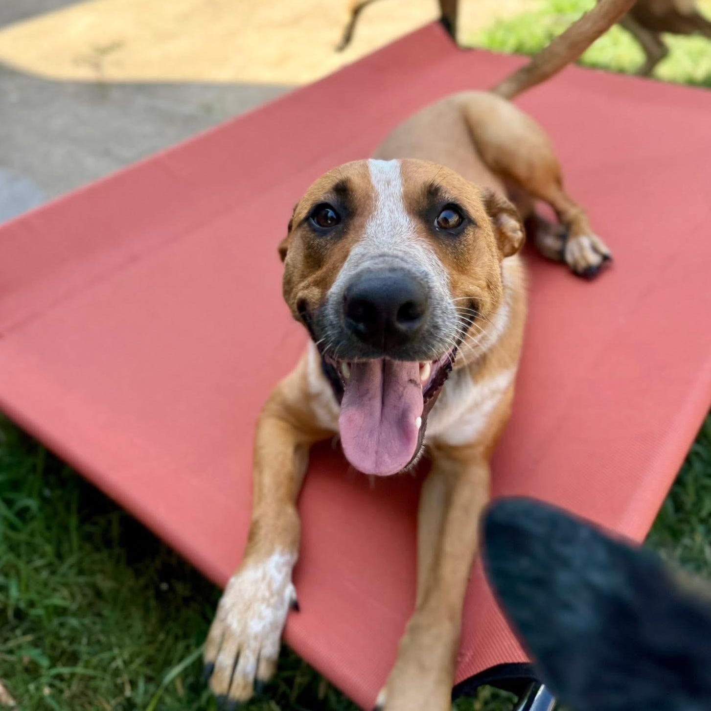 Enlarge Phoenix, a Adoptable mixed breed in Fort Worth, TX image 1/6