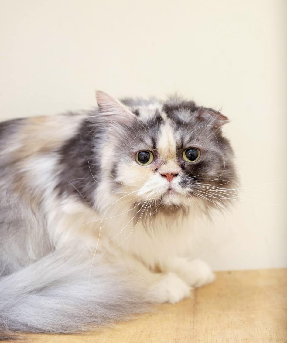 Elsa, Adoptable, Adult Female Persian.