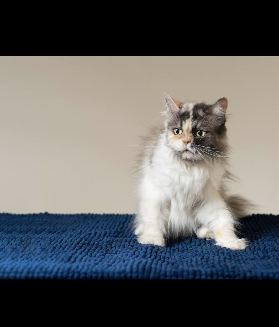 Enlarge Elsa, a Adoptable Persian in Mississauga, ON image 2/3