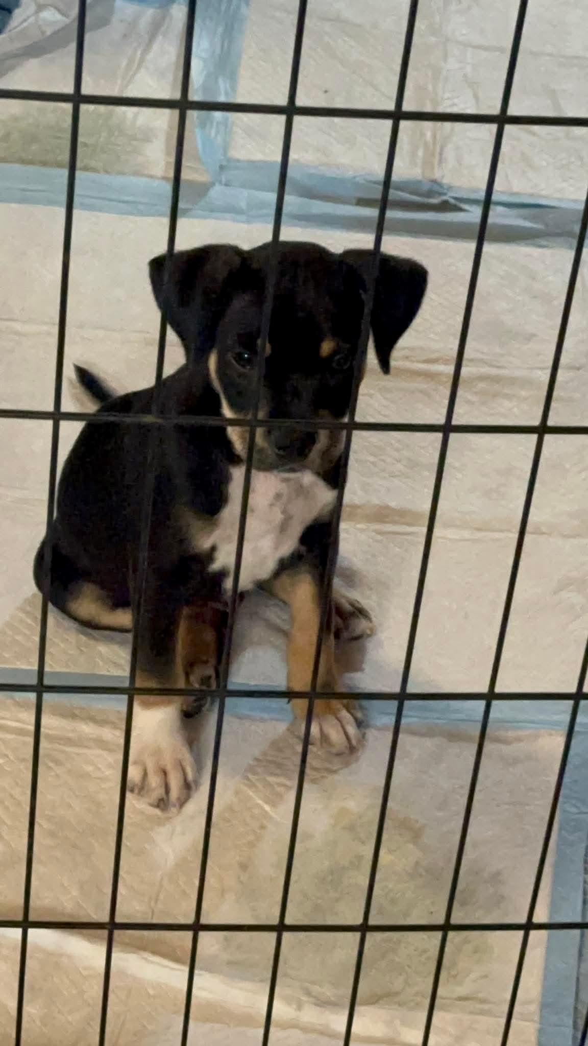 Enlarge Teddy, an adopted mixed breed in Ione, CA image 1/1