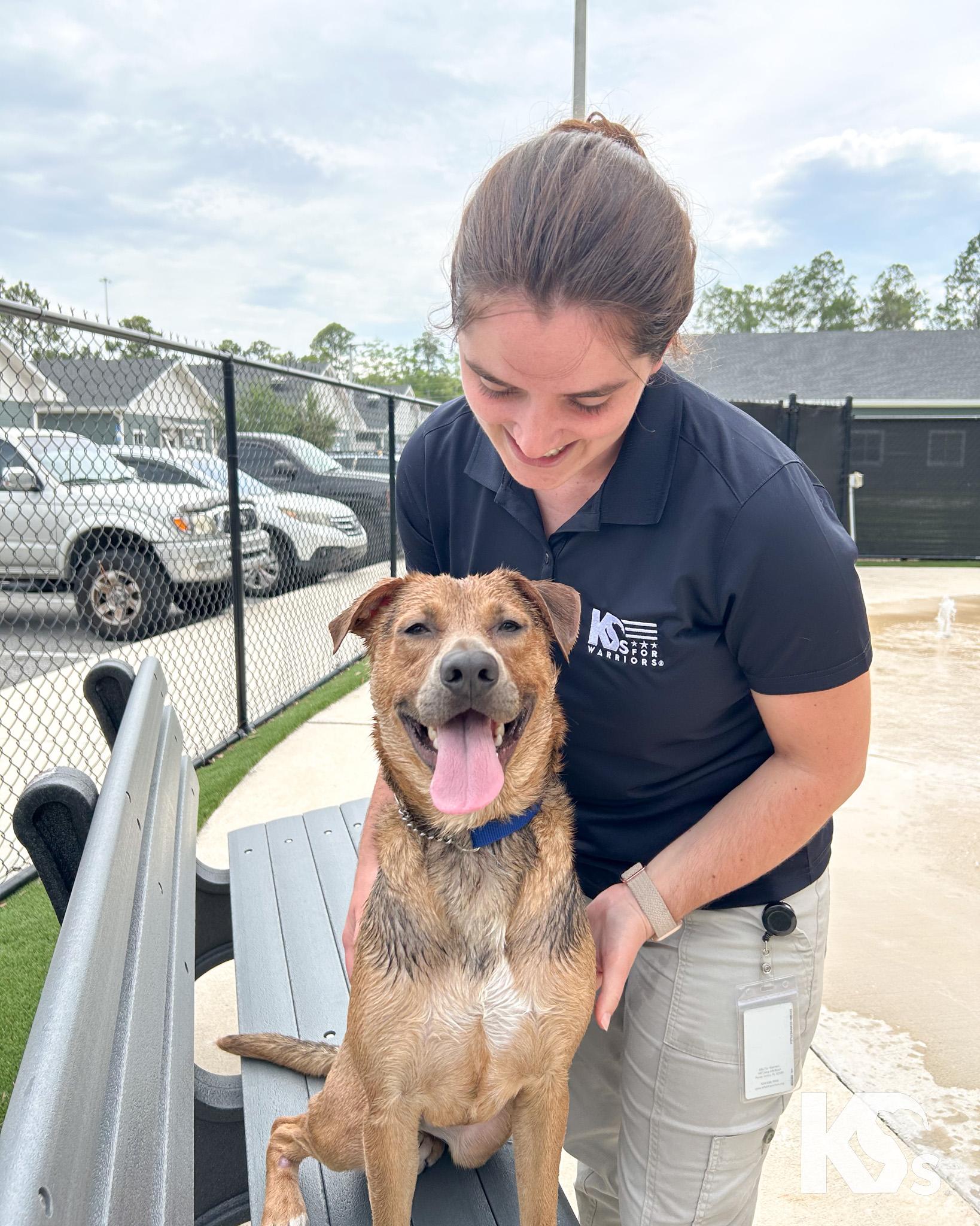 Sheriff, a ADOPTABLE mixed breed in Ponte Vedra, FL image 4/5