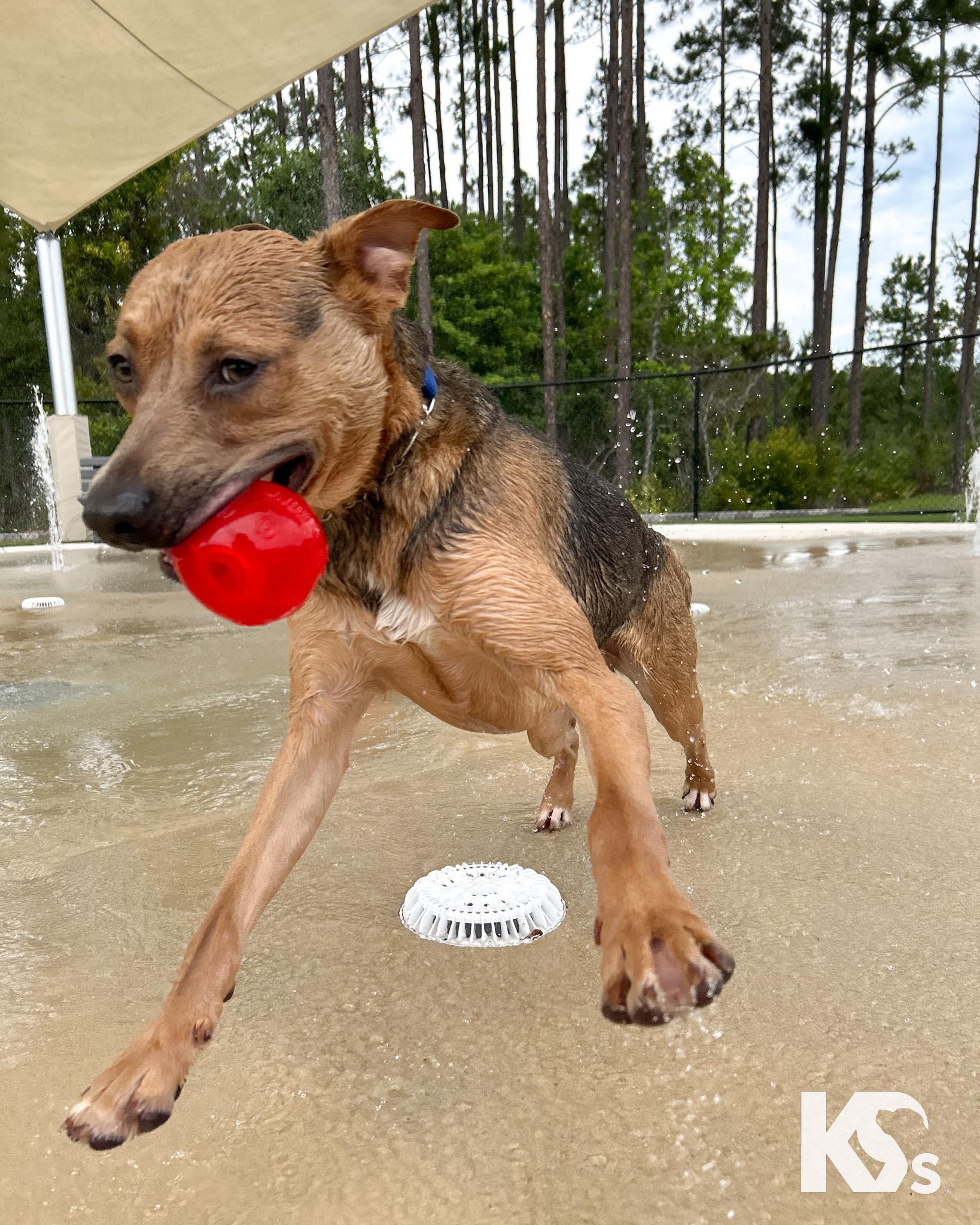 Sheriff, a ADOPTABLE mixed breed in Ponte Vedra, FL image 3/5
