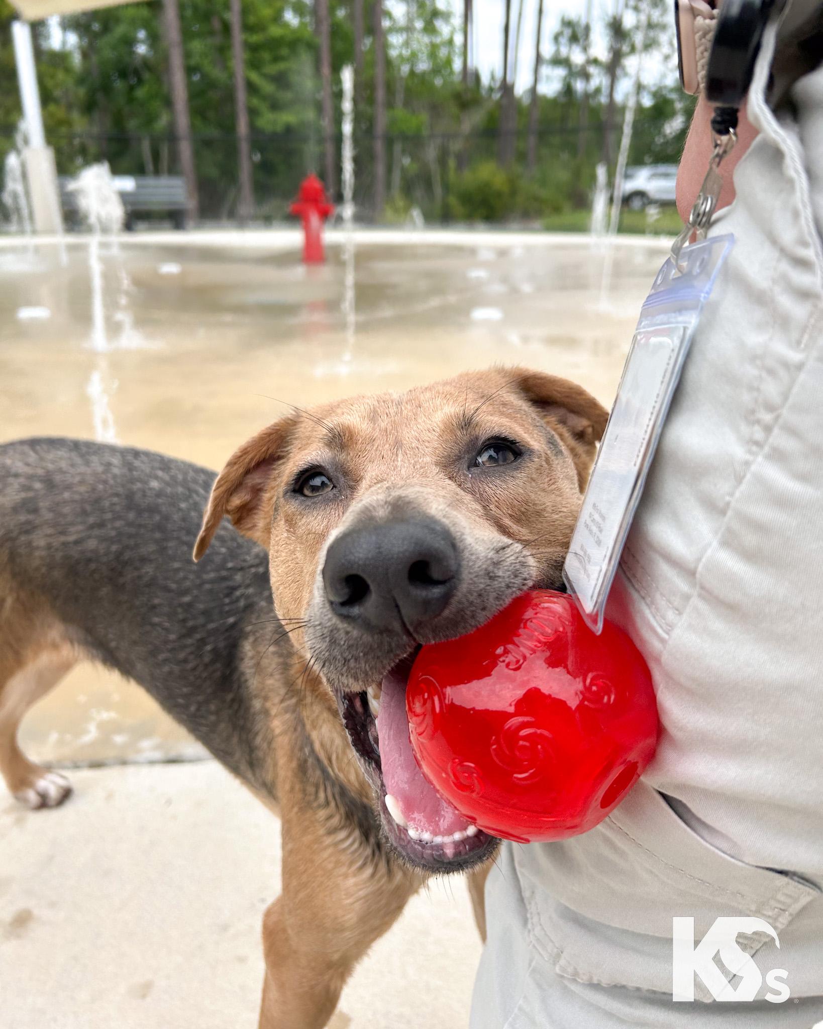 Sheriff, a ADOPTABLE mixed breed in Ponte Vedra, FL image 5/5