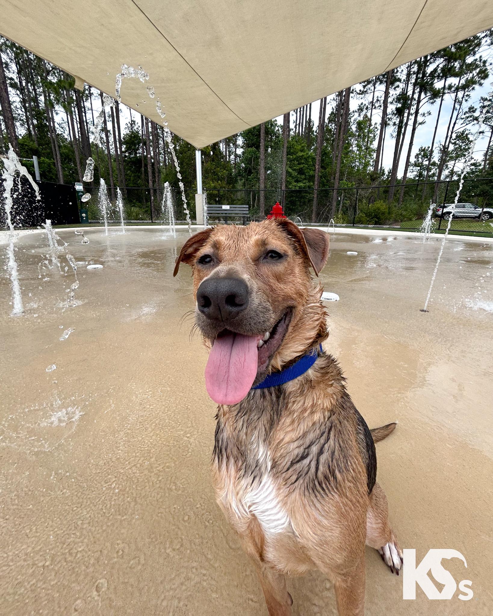 Sheriff, a ADOPTABLE mixed breed in Ponte Vedra, FL image 2/5