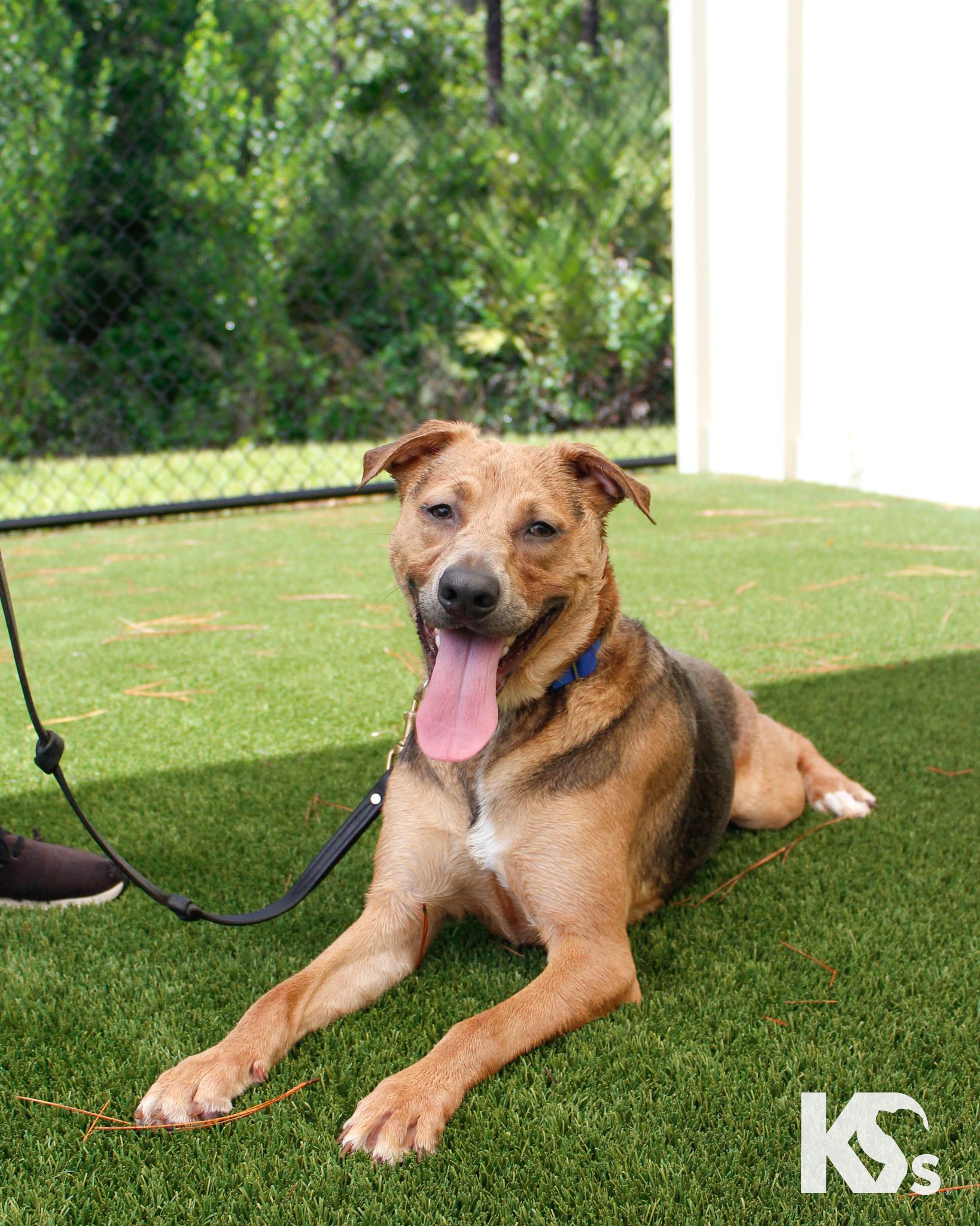 Sheriff, ADOPTABLE, Young Male German Shepherd Dog & Redbone Coonhound.