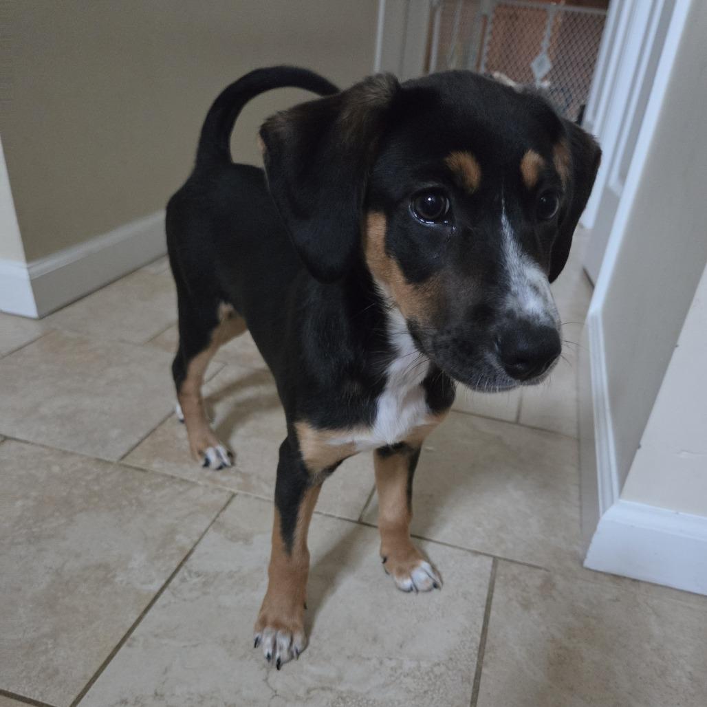 Enlarge Orchid, a Adoptable mixed breed in Staten Island, NY image 1/1