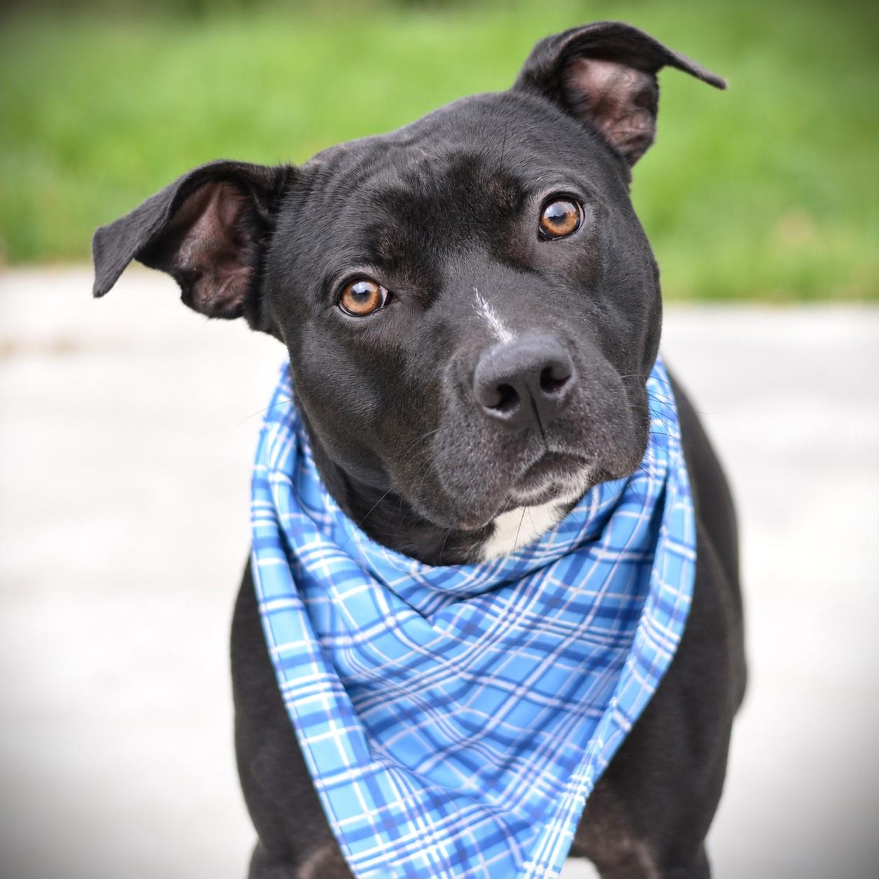 Hermie, Adoptable, Young Male Terrier.