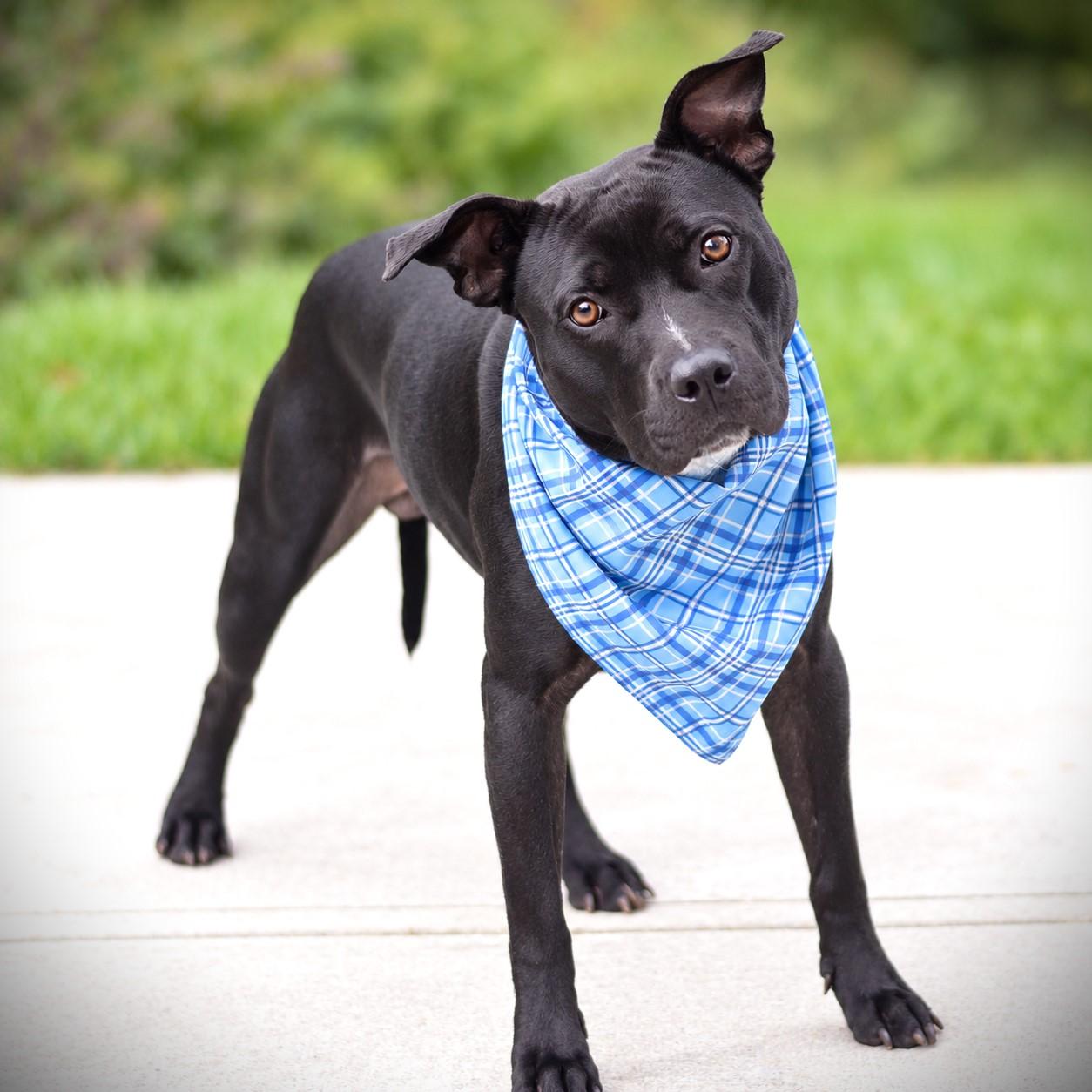 Enlarge Hermie, a Adoptable mixed breed in Amsterdam, NY image 2/2
