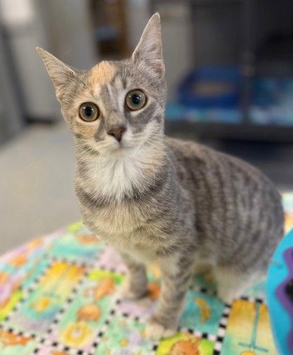 Adele, Adoptable, Young Female Domestic Short Hair.