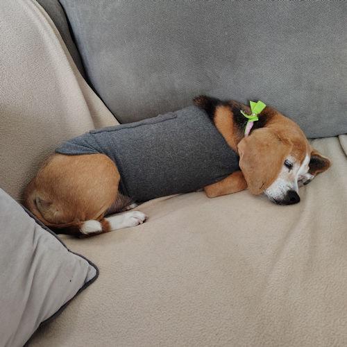 Latke, a ADOPTABLE Beagle in Toledo, OH image 3/3