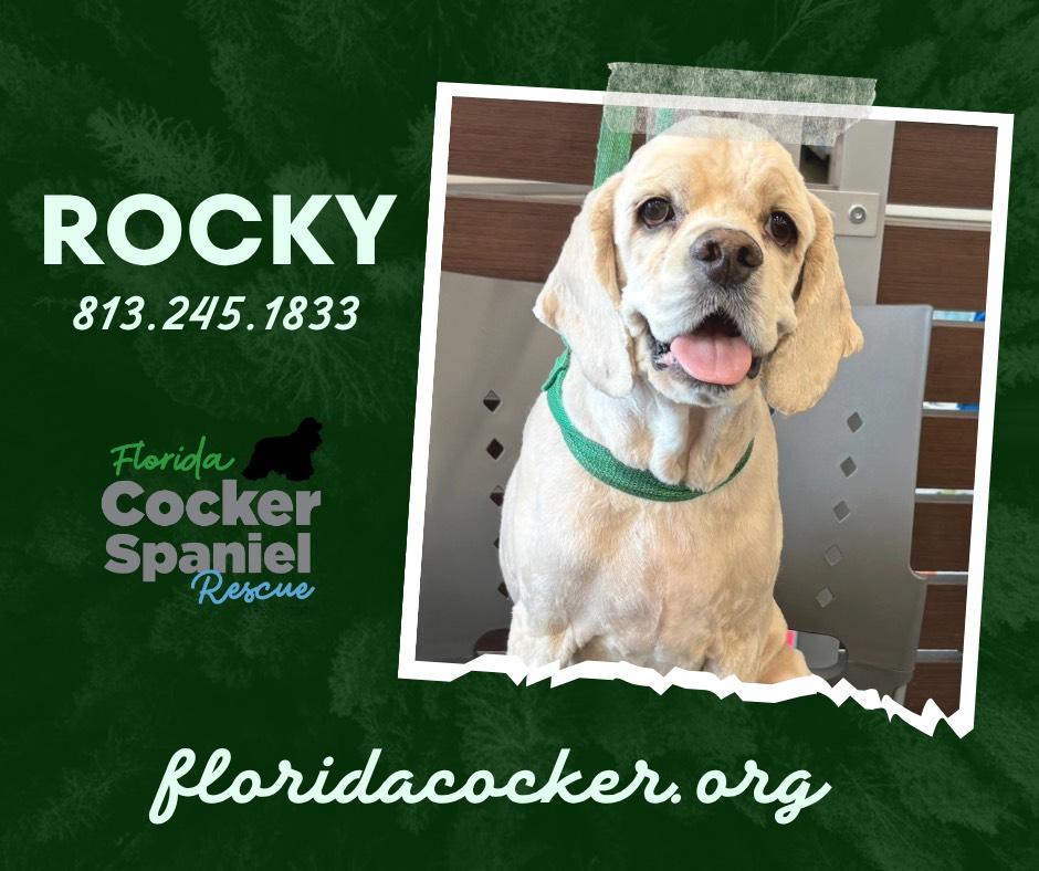 Enlarge Rocky, a Adoptable Cocker Spaniel in Land O Lakes, FL image 1/1