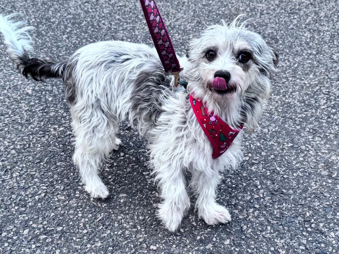 Enlarge Stephanie, a Adoptable mixed breed in Lambertville, NJ image 4/5