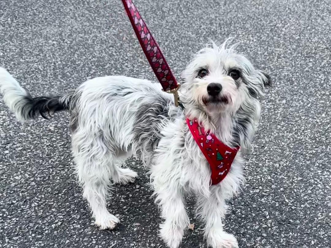 Stephanie, Adoptable, Young Female Papillon.