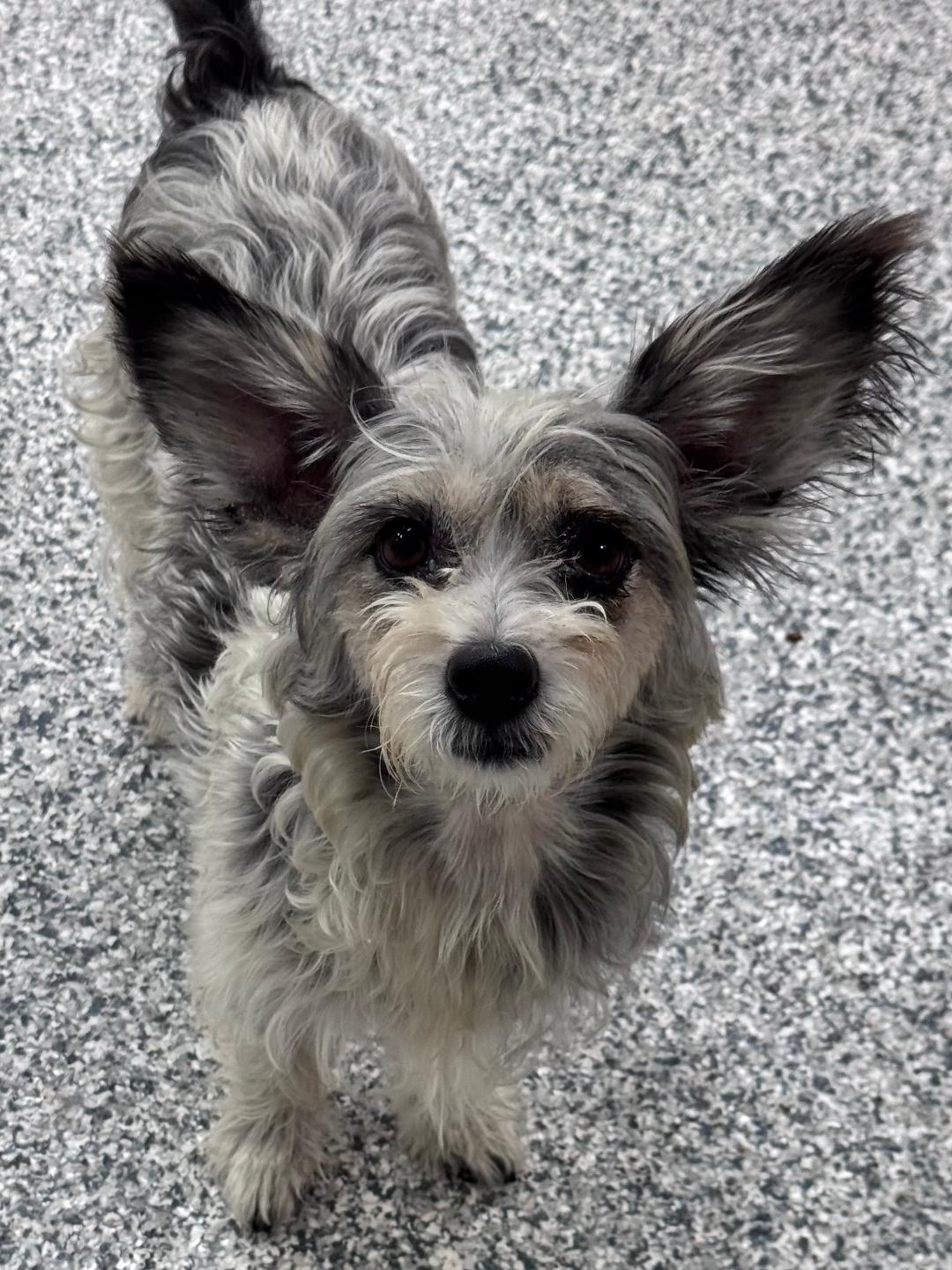 Enlarge Stephanie, a Adoptable mixed breed in Lambertville, NJ image 5/5