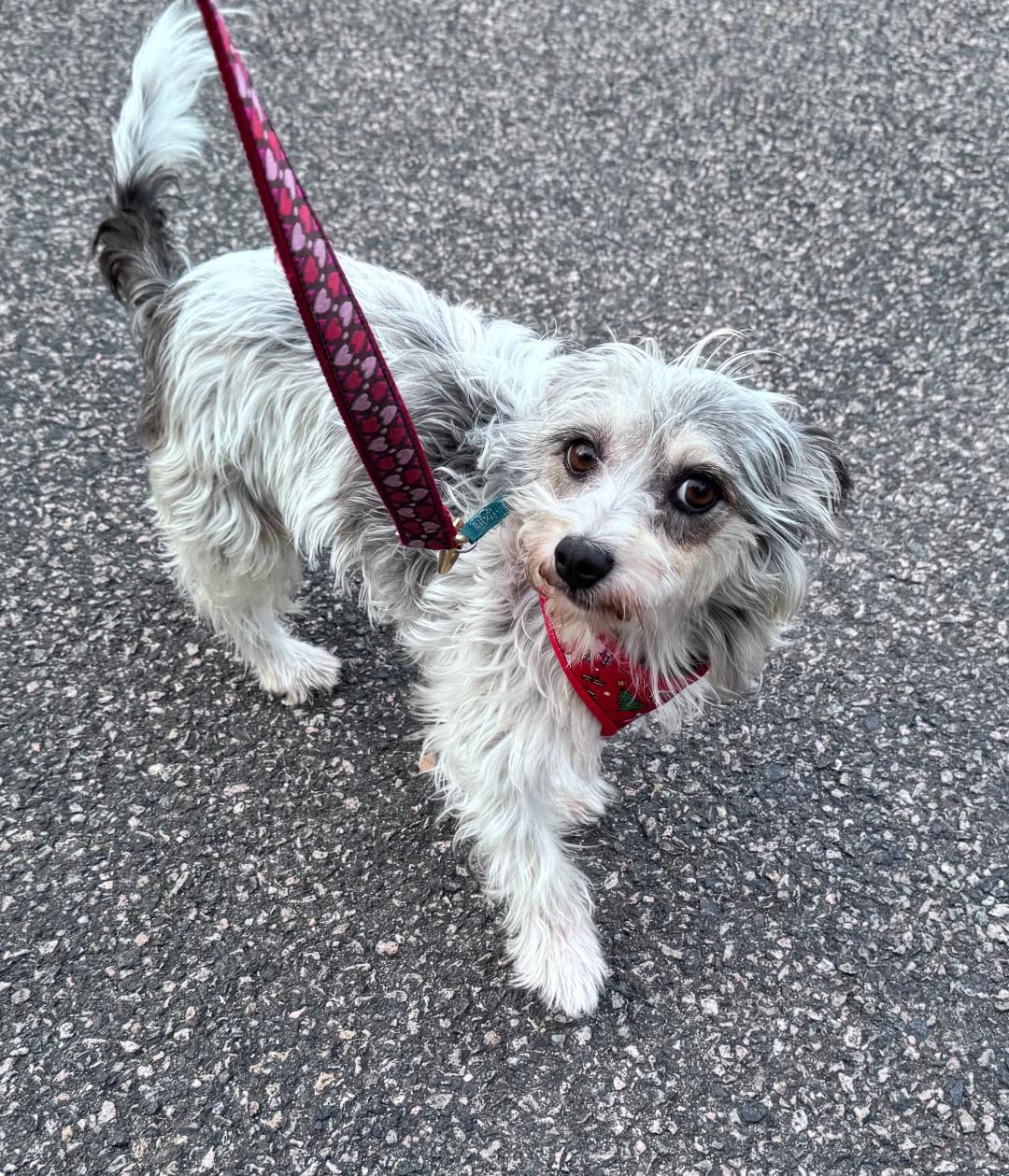 Enlarge Stephanie, a Adoptable mixed breed in Lambertville, NJ image 3/5