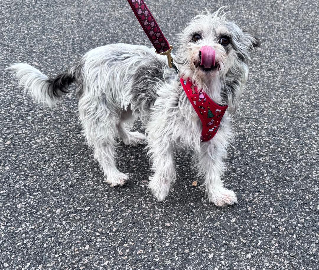 Enlarge Stephanie, a Adoptable mixed breed in Lambertville, NJ image 2/5
