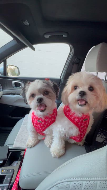 Enlarge Mocha and Oreo, a Adoptable mixed breed in San Diego, CA video 2/6