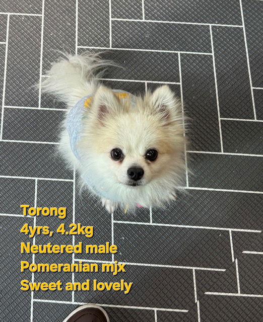 TORONG, Adoptable, Young Male Pomeranian.