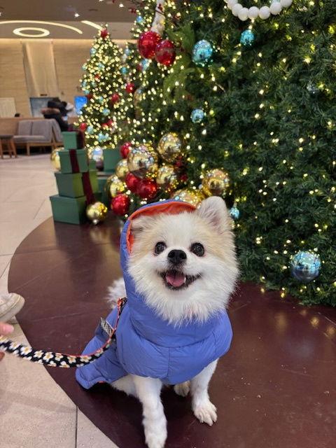 Enlarge TORONG, a Adopted Pomeranian in Agoura Hills, CA image 2/2
